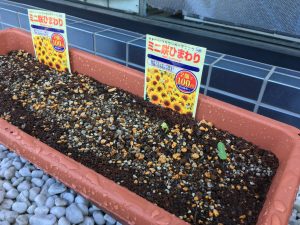 夏に向けて