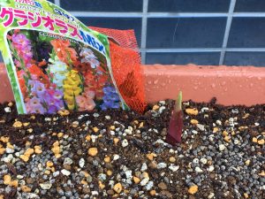夏に向けて