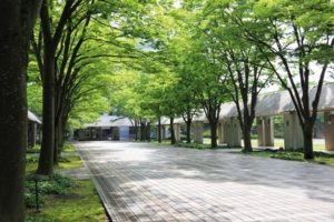 新緑が輝いてます！！！