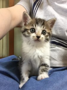 癒し