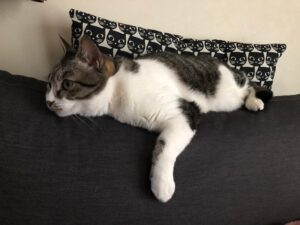 猫がいる暮らし♪