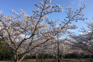 新しい季節にお家づくりを始めよう！！