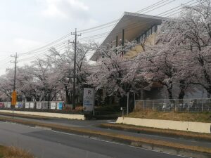 桜満開です　新しい季節に家づくりの第一歩を踏み出してみませんか？