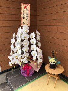 胡蝶蘭をいただきました！